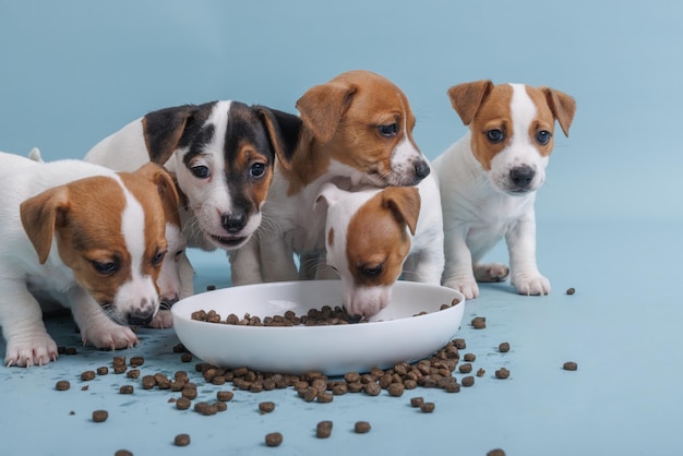 Hongerige jack russell terrier-puppy's eten uit een kom eten