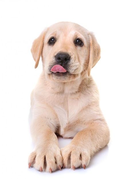 Hongerige puppy labrador retriever