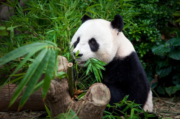 Hongerige reuzenpanda