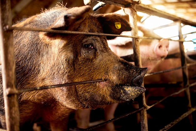 Hongerige varkens bijtende schuur die op voedsel wacht.