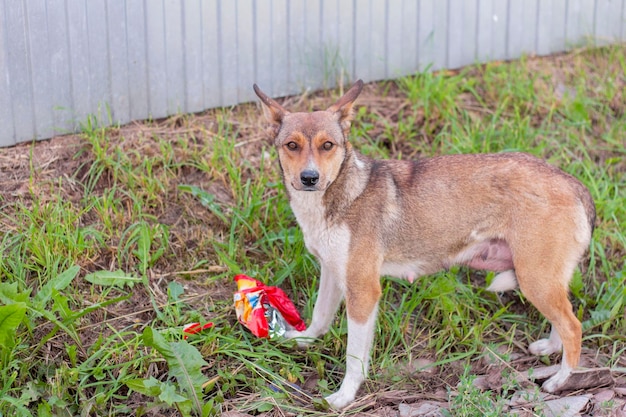 Hongerige zwerfhond op zoek naar voedsel om de puppy's te voeren