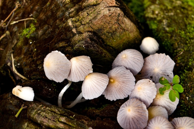 hongos en plantas