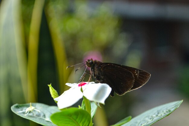 Photo hongos y plantas