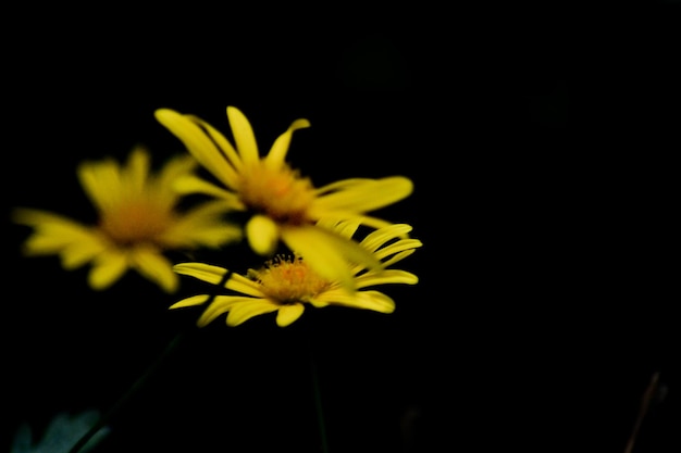 hongos y plantas