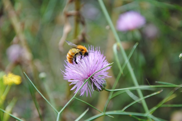 Honing bij op paarse bloem