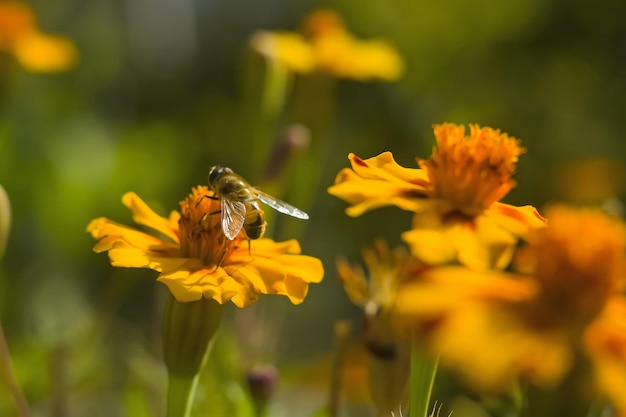 Honingbij Apis mellifera forager verzamelt nectar van de oranje bloemen van Butterfly Weed Asclepias tuberosa Close-up Kopieer ruimte