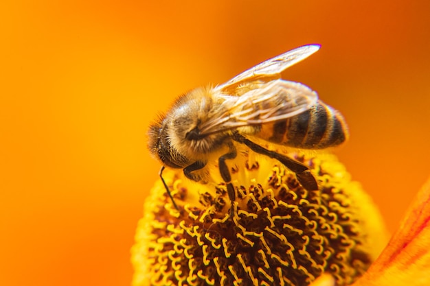 Honingbij bedekt met geel stuifmeel drinken nectar bestuivende bloem inspirerende natuurlijke bloemen sp