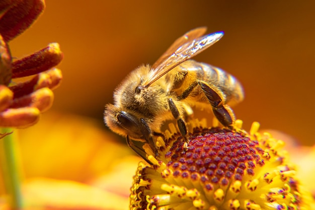 Honingbij bedekt met geel stuifmeel drinken nectar bestuivende bloem inspirerende natuurlijke bloemen sp