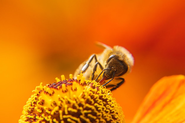 Honingbij bedekt met geel stuifmeel drinken nectar bestuivende bloem inspirerende natuurlijke bloemensp...