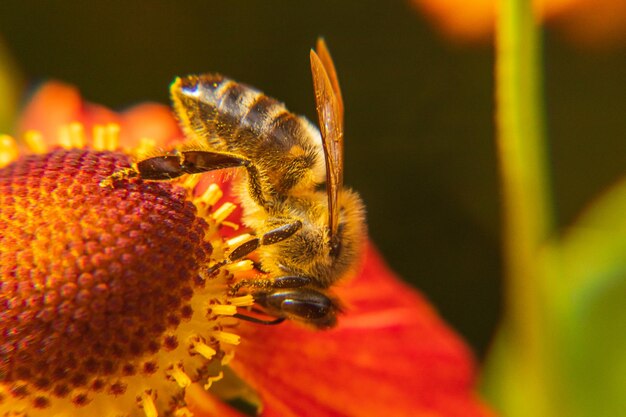 Honingbij bedekt met geel stuifmeel drinken nectar bestuivende bloem inspirerende natuurlijke bloemensp...