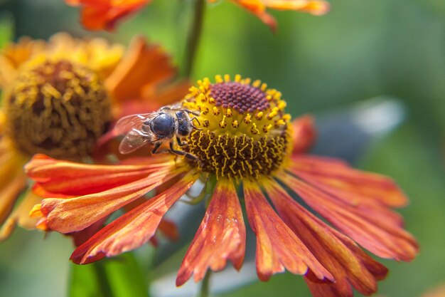 Honingbij bedekt met geel stuifmeel drinken nectar bestuivende oranje bloem Inspirerende natuurlijke bloemen lente of zomer bloeiende tuin of park achtergrond Leven van insecten Macro close-up