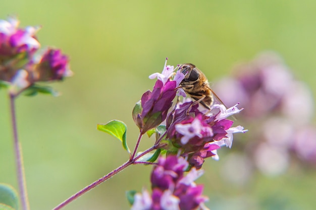 honingbij bedekt met geel stuifmeel drinken nectar, bestuivende roze bloem