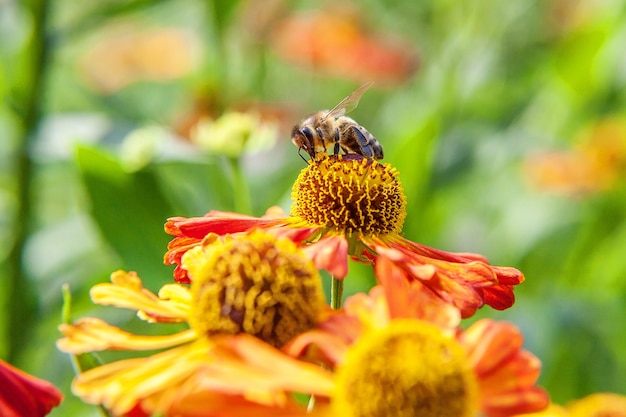 Honingbij bedekt met gele stuifmeel drink nectar, bestuivende oranje bloem