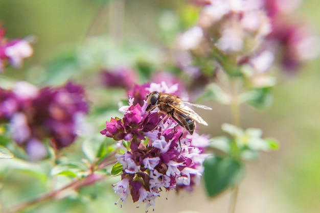 Honingbij bedekt met gele stuifmeel drink nectar, bestuivende roze bloem. Inspirerende natuurlijke bloemen lente of zomer bloeiende tuin of park achtergrond.