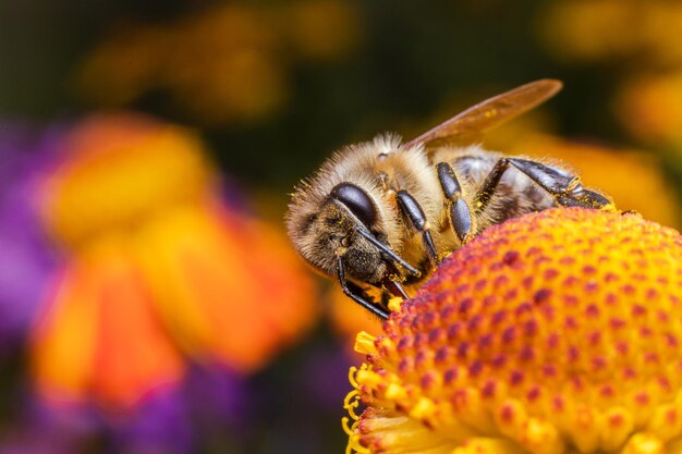 Honingbij bedekt met gele stuifmeel drinken nectar bestuivende bloem Inspirerende natuurlijke bloemen lente of zomer bloeiende tuin achtergrond Leven van insecten Extreme macro close-up selectieve aandacht