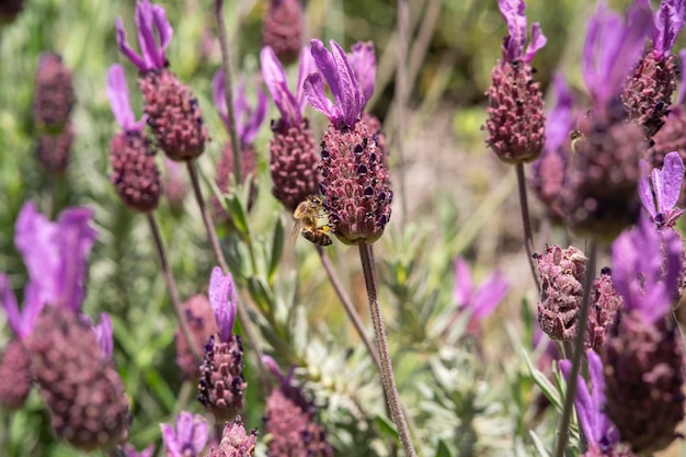 Honingbij bestuift lavendelbloemen Plantbederf met insecten zonnige lavendel