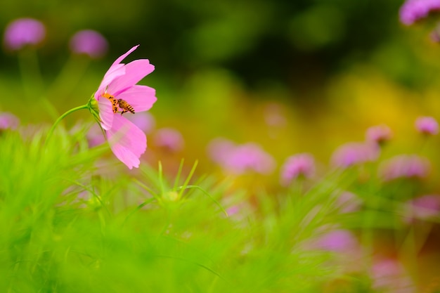 Honingbij bestuiven op roze bloem