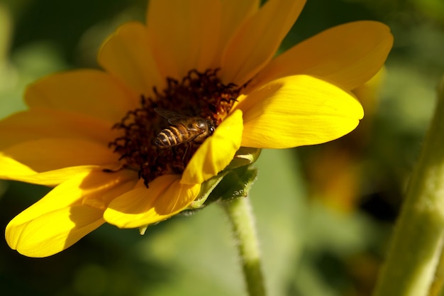 Honingbij bestuiving van zonnebloem Helianthus