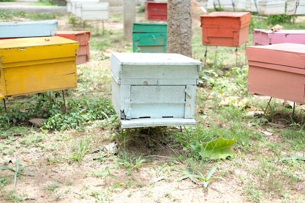 Honingbij bijenkorf huizen in de natuur