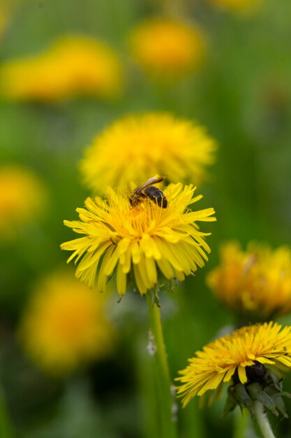 Honingbij die in de zomer nectar van paardebloembloem verzamelt.