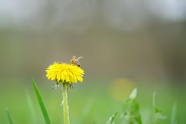 Honingbij die nectar verzamelt op gele paardebloembloemen die bloeien op de zomerweide in groene zonnige tuin