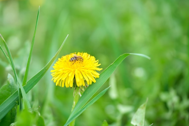 Honingbij die nectar verzamelt op gele paardebloembloemen die bloeien op de zomerweide in groene zonnige tuin