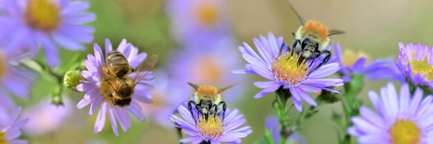 Honingbij die roze bloemen in een tuin verzamelt