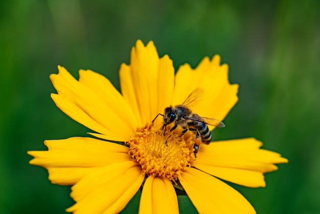 Honingbij die stuifmeel op een heldere gele bloem verzamelt
