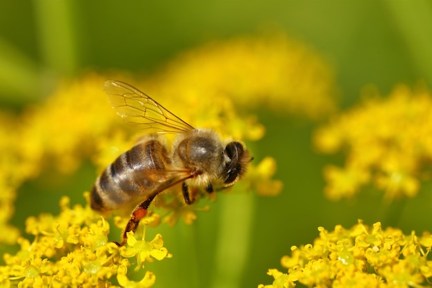 Honingbij die stuifmeel van bloeiende bloemen oogsten