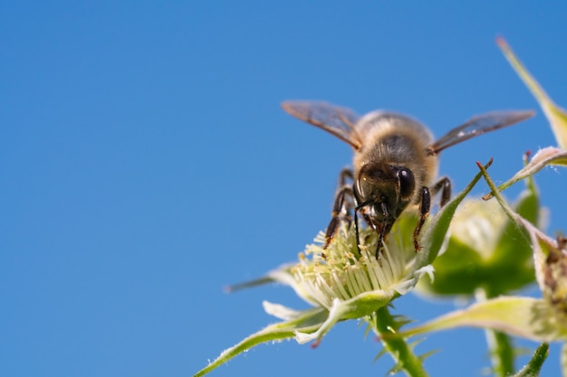 Honingbij die stuifmeel van bloemen verzamelt.