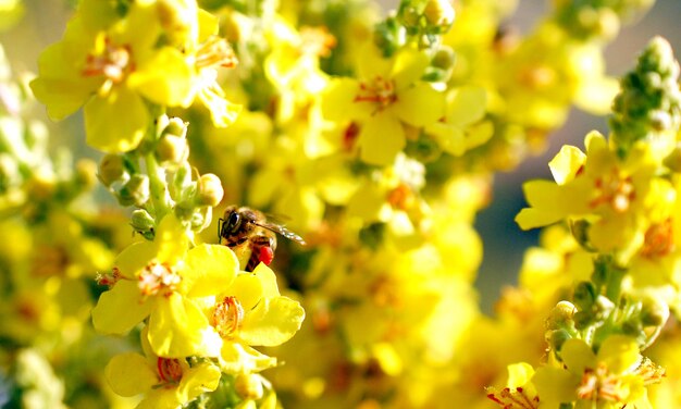 honingbij die stuifmeel verzamelt van een gele bloem op weide ochtendopname