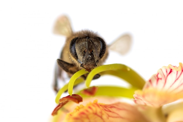 Honingbij die tamarindebloemen bestuift. bonen zijn nuttig voor de landbouw. helpt bloemen te bestuiven om op te leveren