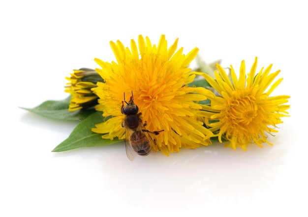Honingbij en gele bloem