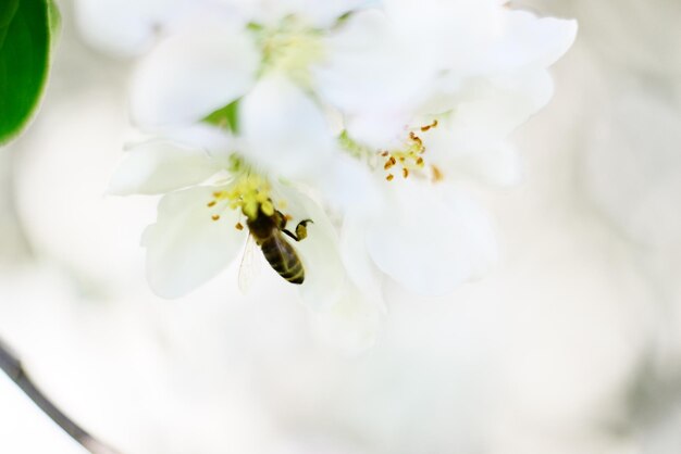 Honingbij en witte bloemen