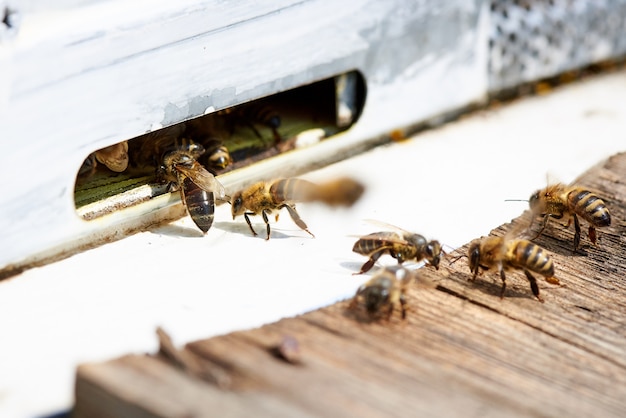 Honingbij in de ingang van een houten bijenkorf.
