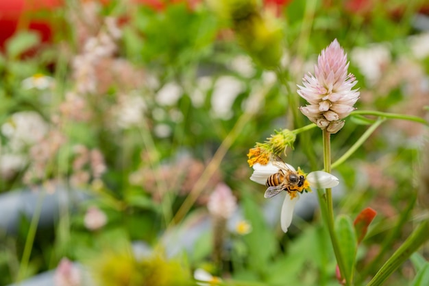 Honingbij neemt nectar op de weidebloem als het overdag is