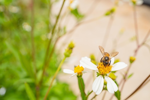 Honingbij neemt nectar op de weidebloem als het overdag is