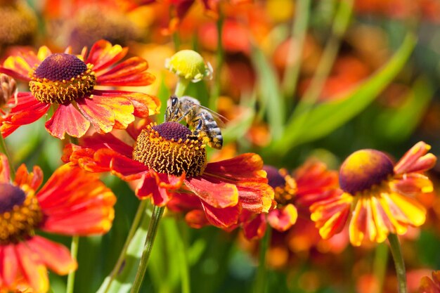 Honingbij nipt van nectar van gaillardia-bloem