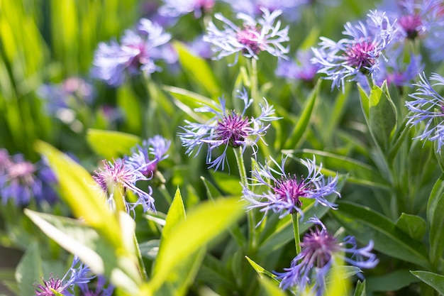 Honingbij op blauwe korenbloembij verzamelt bloemnectar van korenbloem op een zomerdagbijen die paarsblauwe korenbloemen bestuiven