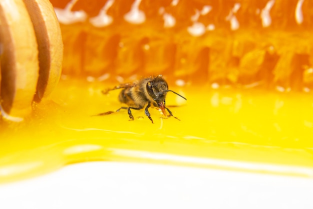 Honingbij op de achtergrond van verse honingraatinsecten en biologisch vitaminevoedsel