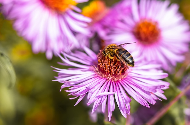 Honingbij op de roze bloem in close-up