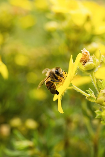 Honingbij op een gele bloem