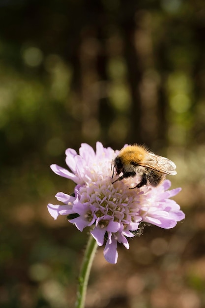 Honingbij op een lila bloem