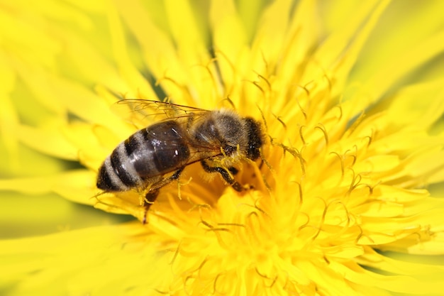 Honingbij op gele bloem