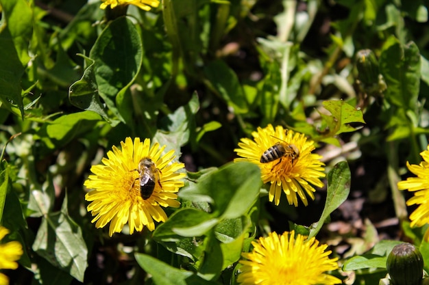 Honingbij op gele paardebloembloem in lentetuin Hardwerkende bijen bestuiven paardebloembloesems met stuifmeel Zomer groen gazon