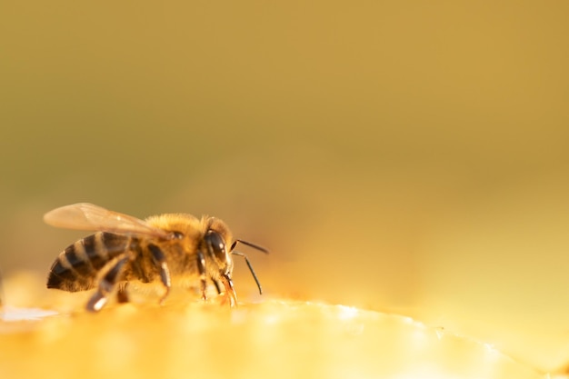 Honingbij op honingraat close-up selectieve focus