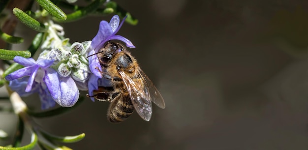 Honingbij op rozemarijnbloem Honingbij verzamelt nectar van blauwpaarse bloesem close-up