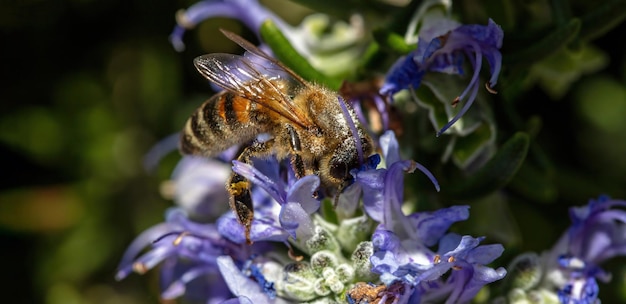 Honingbij op rozemarijnbloem honingbij verzamelt nectar van blauwpaarse bloesem close-up