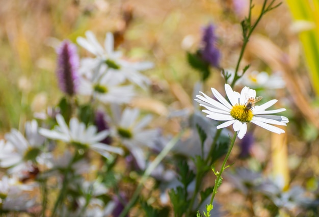 Honingbij op stuifmeel in witte bloem in tuin op ochtenddag