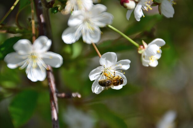 honingbij op witte bloem van bloeiende kersenboom geïsoleerd, macro